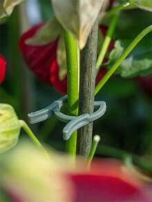 100/200Pcs Horticultural Clips Butterfly Clasp Plant Garden Fixing Clips 3 Sizes Planting Support Grippers Great For Flower Vine&Vegetable Lever Loop Clamp Holding Stems,Ties For Vines,Flowers&Vegetables,Garden Grid Holders For Secure Stem Clamping - Green - View 9
