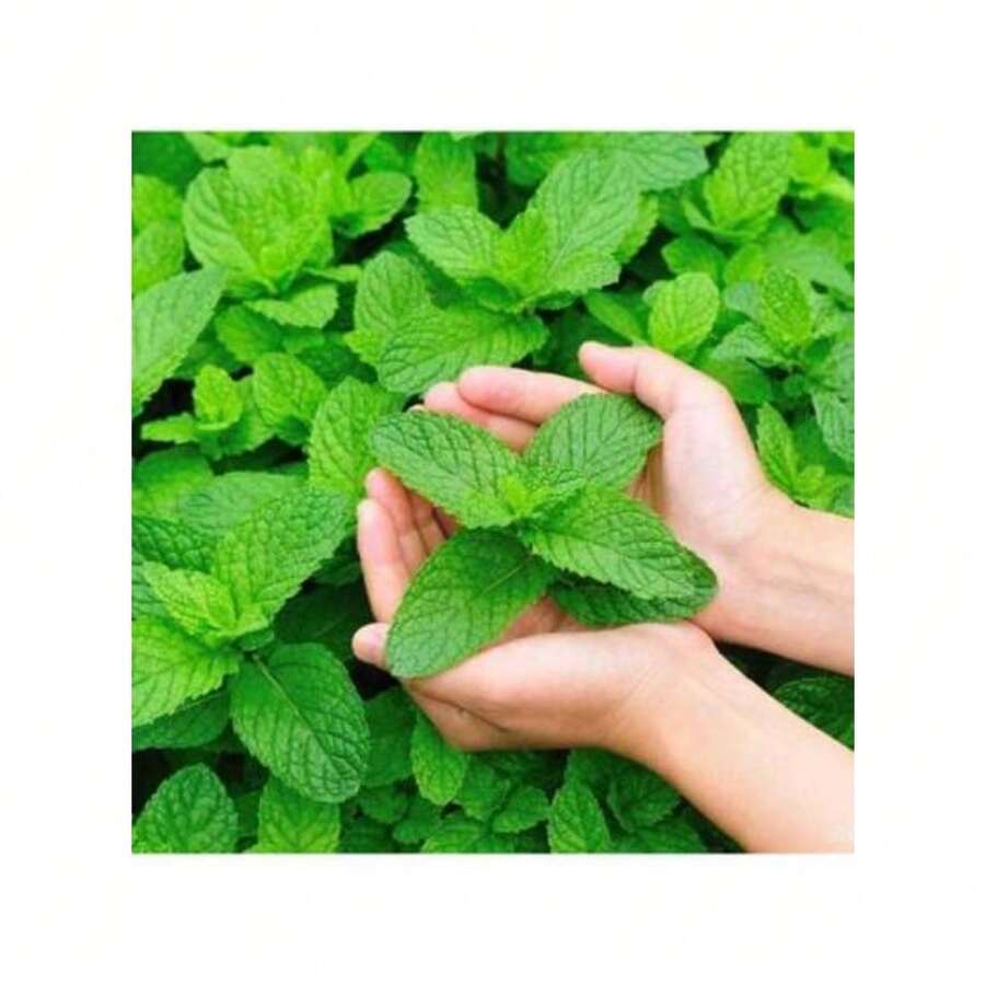 Fgjdgjdd Healing Flower Seeds 346pcs Traditional Mint Seeds: 500 Mint Seeds, Non-Transgenic Gardening Seeds, Suitable For Indoor And Outdoor Planting, Used To Make Aromatic Tea Garden Suitable For Gifts - 346 - 查看 1