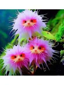 Reyrs Vitality Seeds Rich Fragrance Heat-Resistant Collection Of Flowers, Potted Plants, Green Plants, Cold-Resistant Cats, Color-Absorbing, Flowers, Orchids, Indoor And Outdoor Flowers, Formaldehyde Removal Resistant To Dryness And Able To Survive - 貓咪[四季花開]5球 - 查看 1