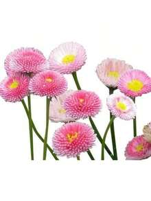 Easy To Grow Seeds Pink English Daisy, Lawns And Borders 1000 Seeds - Bellis Perennis Plants Live   Vegetable Seeds Seeds Hosta Plants Plants Gardening Flower Seeds Plant Flowers For Outside Semillas De Flores Para Sembrar Gardening  All  Plants For Outside Mosquito Repellent Outdoor Garden Plants Seeds For Planting Perennial Flower Seeds Plant Seeds - 1000粒種子 - 查看 4