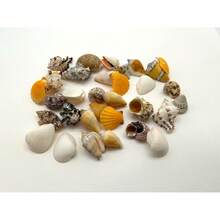 Sea Shells Large| 500 Grams Bag (Over 30 Shells)| Beach Shells| Seashells| Natural Crafts - 1 - View 3