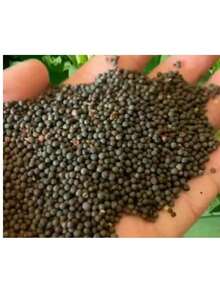 Rare Seeds Perennial Flower Seeds Wildflower Seeds Bulk, 750 Seeds, Save The Bees Wild Flowers Seeds Mix- GMO Varieties Of Wildflower Seeds For Bees-Bee Friendly Wildflower Seeds-Pollinator Wildflower Seeds For Planting - 選項1 - 查看 4