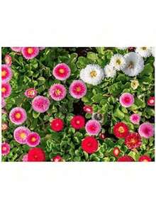 Easy To Grow Seeds Pink English Daisy, Lawns And Borders 1000 Seeds - Bellis Perennis Plants Live   Vegetable Seeds Seeds Hosta Plants Plants Gardening Flower Seeds Plant Flowers For Outside Semillas De Flores Para Sembrar Gardening  All  Plants For Outside Mosquito Repellent Outdoor Garden Plants Seeds For Planting Perennial Flower Seeds Plant Seeds - 1000粒種子 - 查看 3