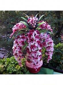 Resistant To Dryness And Able To Survive Reyrs Vitality Seeds Orchid Seeds 50 Special Cold-Resistant, Heat-Resistant, Continuous Open, Drought-Resistant, Full Sunlight-Resistant, Perennial Indoor And Outdoor Home Garden Plants - 50件(H005#2) - 查看 1