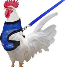 1pc Poultry Chicken Duck Goose Harness Vest With 1pc Adjustable Breathable Leash