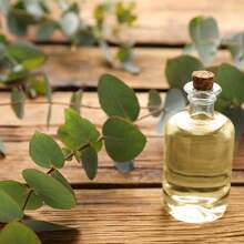 100 Eucalyptus Seeds-Silver Dollar Rare Seeds - 1 - 查看 6