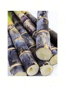 Vibrant Colors 50 Sugar Cane Plant Seeds Traditional And Non-GMO Tall Growth Sweet Fruit Easy To Grow Low Maintenance Great Gardening Gift For Outdoor Gardening Rare Seeds - 選項1 - 查看 5