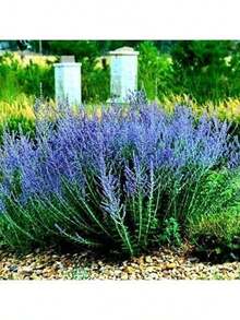 Russian Sage Perovskia Heirloom Garden S.Eeds 100+ Fragrant Blue Flowers And Silver Foliage - Drought Tolerant, Deer Resistant, And Loved By Butterflies And Hummingbirds Rare Seeds