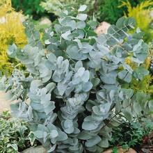100 Eucalyptus Seeds-Silver Dollar Rare Seeds - 1 - 查看 2