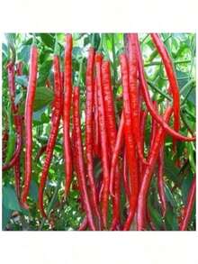 Resistant To Dryness And Able To Survive Kjsdhfij Good Seeds Super Long Red Hot Spicy Chili Pepper Vegetable Seeds ( 400 Seeds ) - Basic Farm House - 1 - Xem 4