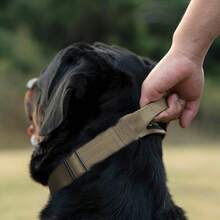 Collares de Perro Premium Collar de Perro con Asa y Hebilla de Metal de Liberación Rápida Resistente, Grueso y Ajustable para Perros Medianos a Grandes (Estampado de Leopardo L) - Estampado de leopardo - Ver 2