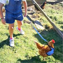 1pc Poultry Chicken Duck Goose Harness Vest With 1pc Adjustable Breathable Leash