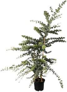 100 Eucalyptus Seeds-Silver Dollar Rare Seeds - 1 - 查看 10