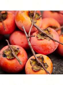 50 Persimmon Tree Seeds, American Persimmon, Cold-Resistant Tree - Fruit Trees That Are Easy To Plant And Grow Rapidly. Easy-To-Plant Potted Vegetable Seeds For Indoor Balconies, Easy-To-Survive Potted Vegetable Seeds, Autumn And Winter Vegetable Seeds Free Shipping - 50 hạt giống - Xem 5