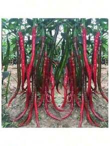 Resistant To Dryness And Able To Survive Kjsdhfij Good Seeds Super Long Red Hot Spicy Chili Pepper Vegetable Seeds ( 400 Seeds ) - Basic Farm House - 1 - Xem 2