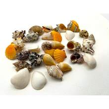 Sea Shells Large| 500 Grams Bag (Over 30 Shells)| Beach Shells| Seashells| Natural Crafts - 1 - View 2