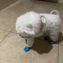 1 Paar atmungsaktive Hundeschuhe, Mesh-Design verhindert Schmutz an kleinen Hundepfoten, verstellbare Passform für Pudel, Bichon Frise, Teddy, mit reflektierendem Rand für bessere Sichtbarkeit beim Nachtspaziergang