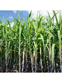 Vibrant Colors 50 Sugar Cane Plant Seeds Traditional And Non-GMO Tall Growth Sweet Fruit Easy To Grow Low Maintenance Great Gardening Gift For Outdoor Gardening Rare Seeds - 選項1 - 查看 7