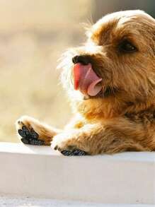 8 Pieces Of Pet Shoes Disposable Invisible Non-Slip Puppy Foot Stickers Suitable For Sending Friends And Family Pet Supplies Dog Non-Slip Pad