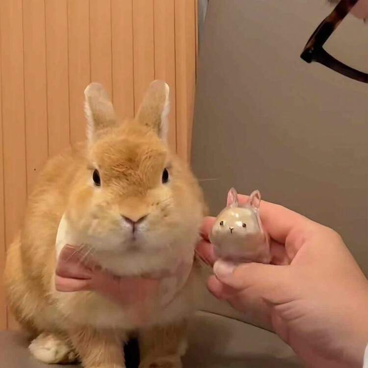 1 件装宠物毛发收集瓶带钥匙扣，兔毛储存胶囊，宠物毛发记忆盒 - 创意透明设计，保存猫和兔子的记忆，适合各种猫咪造型 - 白色 - 查看 6