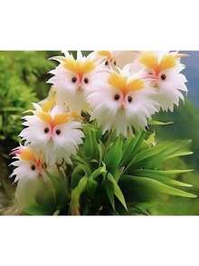 Reyrs Vitality Seeds Rich Fragrance Heat-Resistant Collection Of Flowers, Potted Plants, Green Plants, Cold-Resistant Cats, Color-Absorbing, Flowers, Orchids, Indoor And Outdoor Flowers, Formaldehyde Removal Resistant To Dryness And Able To Survive - 大眼貓[四季開花]15球 - 查看 2