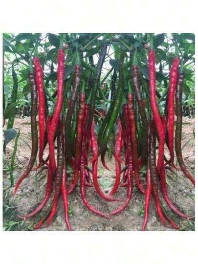 Resistant To Dryness And Able To Survive Kjsdhfij Good Seeds Super Long Red Hot Spicy Chili Pepper Vegetable Seeds ( 400 Seeds ) - Basic Farm House - 1 - Xem 1