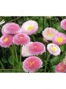 Easy To Grow Seeds Pink English Daisy, Lawns And Borders 1000 Seeds - Bellis Perennis Plants Live   Vegetable Seeds Seeds Hosta Plants Plants Gardening Flower Seeds Plant Flowers For Outside Semillas De Flores Para Sembrar Gardening  All  Plants For Outside Mosquito Repellent Outdoor Garden Plants Seeds For Planting Perennial Flower Seeds Plant Seeds - 1000粒種子 - 查看 1