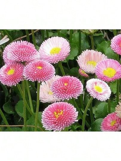 Easy To Grow Seeds Pink English Daisy, Lawns And Borders 1000 Seeds - Bellis Perennis Plants Live   Vegetable Seeds Seeds Hosta Plants Plants Gardening Flower Seeds Plant Flowers For Outside Semillas De Flores Para Sembrar Gardening  All  Plants For Outside Mosquito Repellent Outdoor Garden Plants Seeds For Planting Perennial Flower Seeds Plant Seeds - 1000粒種子 - 查看 1