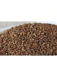 Russian Sage Perovskia Heirloom Garden S.Eeds 100+ Fragrant Blue Flowers And Silver Foliage - Drought Tolerant, Deer Resistant, And Loved By Butterflies And Hummingbirds Rare Seeds