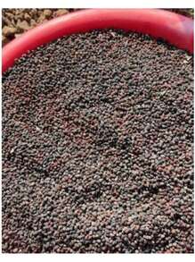 Heirloom Giant Thornless Blackberry Garden Seeds - 200+ Delicious Fruits, Easy-To-Grow Perennial Plant Rare Seeds - 1包 - 查看 5