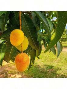 Sxtfrurdt Simple  Generous And Unique Free Home Delivery Seeds Mango Fruit Seed Seeds Delicious NonGMO Fruit Juicy Fruits Robust Flavor High Yield Flourishing Makes Great Edging Outdoor Flowers Plants Horticulture Nature Resistant To Dryness And Able To Survive - 5pcs - 查看 3