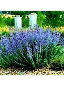 Russian Sage Perovskia Heirloom Garden S.Eeds 100+ Fragrant Blue Flowers And Silver Foliage - Drought Tolerant, Deer Resistant, And Loved By Butterflies And Hummingbirds Rare Seeds