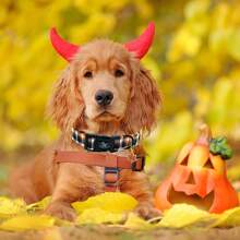 Elegant Little Tail Fall Dog Collar, Plaid Puppy Collars Fall Yellow Male Cute Puppy Adjustable Pet Collar