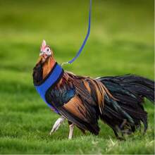 1pc Poultry Chicken Duck Goose Harness Vest With 1pc Adjustable Breathable Leash