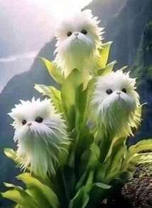 Reyrs Vitality Seeds Rich Fragrance Heat-Resistant Collection Of Flowers, Potted Plants, Green Plants, Cold-Resistant Cats, Color-Absorbing, Flowers, Orchids, Indoor And Outdoor Flowers, Formaldehyde Removal Resistant To Dryness And Able To Survive - 貓咪[四季花開]15球 - 查看 2
