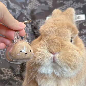 1pc Pet Hair Collection Bottle With Keyring, Rabbit Hair Storage Capsule, Pet Hair Memory Box - Creative Transparent Design, Preserve Cat & Rabbit Memories, Suitable For Various Cat Styles