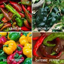 Hot And Spicy Bell Pepper Seed Series, 8 Varieties, Harapeno, Habanero, Bell Pepper, Cayeni, Hungarian Wax Pepper, Anaheim Pepper, Serrano Pepper, Boban Pepper Free Shipping - 8個品種 - 查看 2