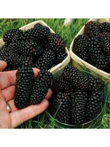 Heirloom Giant Thornless Blackberry Garden Seeds - 200+ Delicious Fruits, Easy-To-Grow Perennial Plant Rare Seeds - 1包 - 查看 1