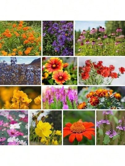 Rare Seeds Perennial Flower Seeds Wildflower Seeds Bulk, 750 Seeds, Save The Bees Wild Flowers Seeds Mix- GMO Varieties Of Wildflower Seeds For Bees-Bee Friendly Wildflower Seeds-Pollinator Wildflower Seeds For Planting - 選項1 - 查看 1