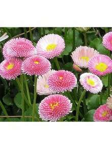Easy To Grow Seeds Pink English Daisy, Lawns And Borders 1000 Seeds - Bellis Perennis Plants Live   Vegetable Seeds Seeds Hosta Plants Plants Gardening Flower Seeds Plant Flowers For Outside Semillas De Flores Para Sembrar Gardening  All  Plants For Outside Mosquito Repellent Outdoor Garden Plants Seeds For Planting Perennial Flower Seeds Plant Seeds - 1000粒種子 - 查看 2