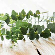 100 Eucalyptus Seeds-Silver Dollar Rare Seeds - 1 - 查看 4