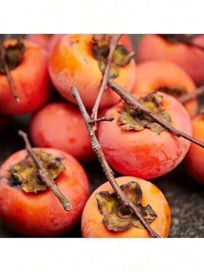 50 Persimmon Tree Seeds, American Persimmon, Cold-Resistant Tree - Fruit Trees That Are Easy To Plant And Grow Rapidly. Easy-To-Plant Potted Vegetable Seeds For Indoor Balconies, Easy-To-Survive Potted Vegetable Seeds, Autumn And Winter Vegetable Seeds Free Shipping - 50 hạt giống - Xem 1