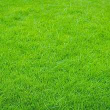 Artificial Synthetic Grass Carpet Carpet Grass Kindergarten Lawn Football Artificial Turf Thickening Engineering Barrier Fake Lawn Artificial Grass Pet Lawn Mat Outdoor Garden Fence Roof Greening School Imitation Lawn Carpet Fake Grass Family Floor Decoration - Green - View 11