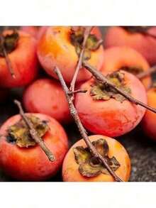 50 Persimmon Tree Seeds, American Persimmon, Cold-Resistant Tree - Fruit Trees That Are Easy To Plant And Grow Rapidly. Easy-To-Plant Potted Vegetable Seeds For Indoor Balconies, Easy-To-Survive Potted Vegetable Seeds, Autumn And Winter Vegetable Seeds Free Shipping - 50 hạt giống - Xem 2