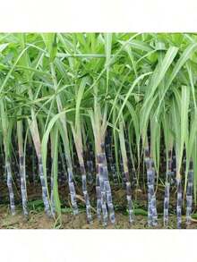 Vibrant Colors 50 Sugar Cane Plant Seeds Traditional And Non-GMO Tall Growth Sweet Fruit Easy To Grow Low Maintenance Great Gardening Gift For Outdoor Gardening Rare Seeds - 選項1 - 查看 6