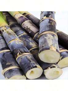 Vibrant Colors 50 Sugar Cane Plant Seeds Traditional And Non-GMO Tall Growth Sweet Fruit Easy To Grow Low Maintenance Great Gardening Gift For Outdoor Gardening Rare Seeds - 選項1 - 查看 4
