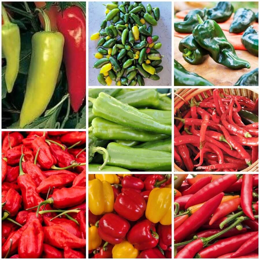 Hot And Spicy Bell Pepper Seed Series, 8 Varieties, Harapeno, Habanero, Bell Pepper, Cayeni, Hungarian Wax Pepper, Anaheim Pepper, Serrano Pepper, Boban Pepper Free Shipping - 8個品種 - 查看 1