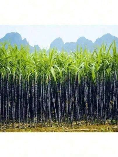 Vibrant Colors 50 Sugar Cane Plant Seeds Traditional And Non-GMO Tall Growth Sweet Fruit Easy To Grow Low Maintenance Great Gardening Gift For Outdoor Gardening Rare Seeds - 選項1 - 查看 1