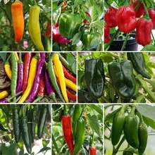 Hot And Spicy Bell Pepper Seed Series, 8 Varieties, Harapeno, Habanero, Bell Pepper, Cayeni, Hungarian Wax Pepper, Anaheim Pepper, Serrano Pepper, Boban Pepper Free Shipping - 8個品種 - 查看 4