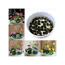 Sffgsgdfhd Heirloom Seeds Lotus Seed Bowl And 600 Lotus Seeds, Indoor And Outdoor, Pre-Seeded Mixed Color Lotus Pot, Water Lotus Seeds, Suitable For Home Decoration, Easy To Grow And Low Maintenance - 600 - Xem 2